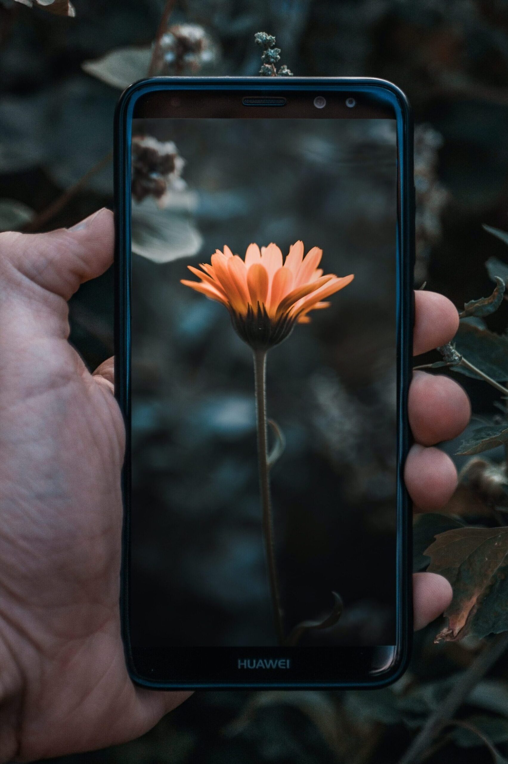 Flower on phone